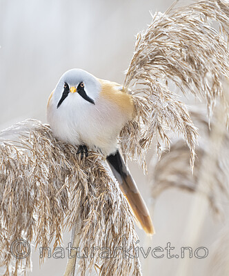 BB_20230121_2811 / Panurus biarmicus / Skjeggmeis