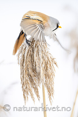 BB_20230121_3562 / Panurus biarmicus / Skjeggmeis