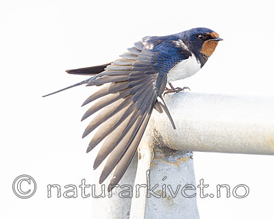 BB_20230518_0357 / Hirundo rustica / Låvesvale