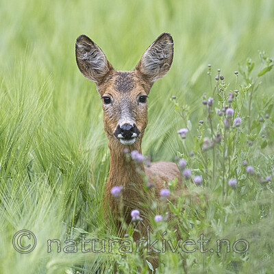 BB_20230711_0143 / Capreolus capreolus / Rådyr