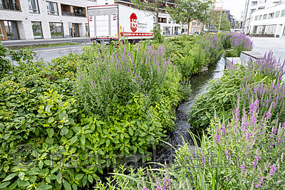 BB_20230719_0010 / Impatiens parviflora / Mongolspringfrø <br /> Lythrum salicaria / Kattehale