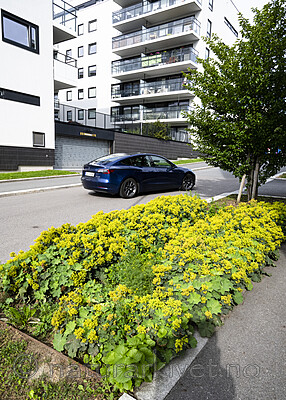 BB_20230719_0013 / Alchemilla mollis / Praktmarikåpe