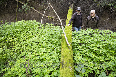 BB_20230724_0010 / Impatiens parviflora / Mongolspringfrø