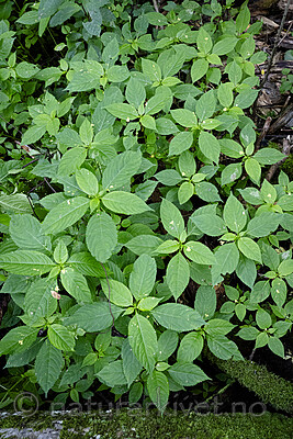 BB_20230724_0015 / Impatiens parviflora / Mongolspringfrø