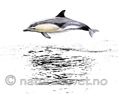 BB_20230806_0561 / Delphinus delphis / Gulflankedelfin