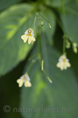 BB_20230829_0002 / Impatiens parviflora / Mongolspringfrø