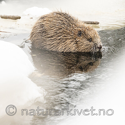 BB_20240220_0037 / Castor fiber / Bever