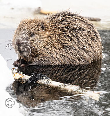 BB_20240220_0053-2 / Castor fiber / Bever