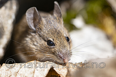 BB_20240422_0129 / Apodemus sylvaticus / Småskogmus