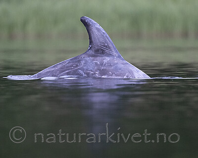 BB_20240529_0115 / Grampus griseus / Arrdelfin