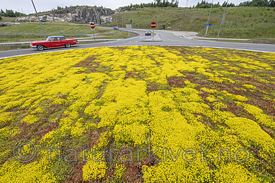 BB_20240615_0001 / Sedum acre / Bitterbergknapp