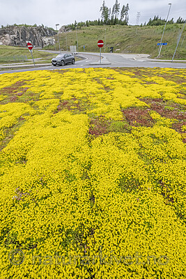 BB_20240615_0002 / Sedum acre / Bitterbergknapp