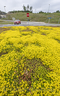 BB_20240615_0006 / Sedum acre / Bitterbergknapp