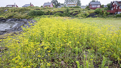 BB_20240710_0008 / Pastinaca sativa / Pastinakk