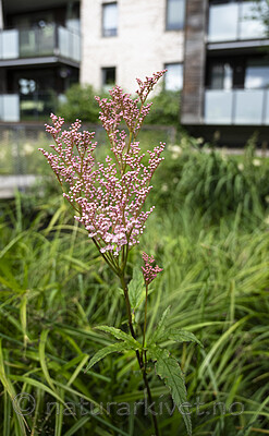 BB_20240713_0007 / Filipendula rubra / Præriemjødurt