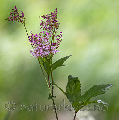 BB_20240713_0011 / Filipendula rubra / Præriemjødurt
