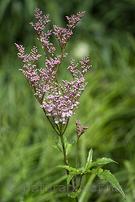 BB_20240713_0014 / Filipendula rubra / Præriemjødurt