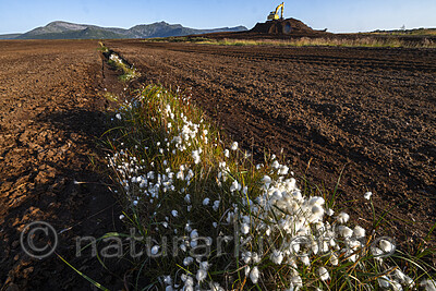BB_20240806_0050 / Eriophorum scheuchzeri / Snømyrull