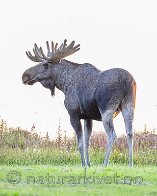 BB_20240806_0186 / Alces alces / Elg