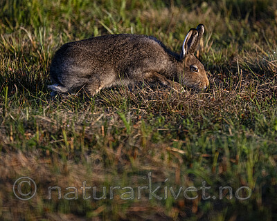 BB_20240807_0141 / Lepus timidus / Hare