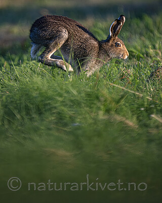 BB_20240807_0147-SharpenAI-Focus / Lepus timidus / Hare