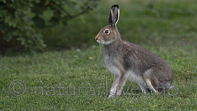 BB_20240808_0082-Forbedret-NR / Lepus timidus / Hare