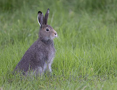 BB_20240808_0090 / Lepus timidus / Hare