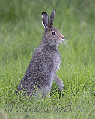 BB_20240808_0091 / Lepus timidus / Hare