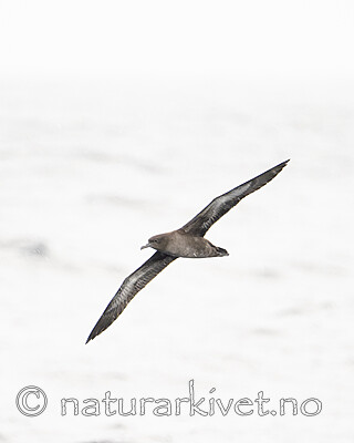 BB_20240809_0073 / Puffinus griseus / Grålire