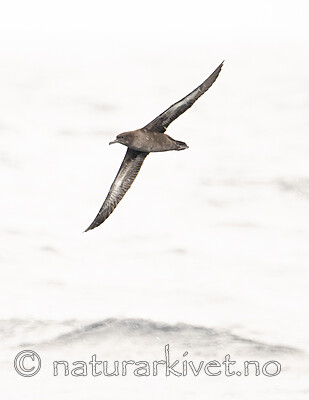 BB_20240809_0077 / Puffinus griseus / Grålire