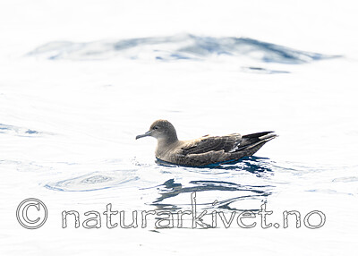 BB_20240809_0123 / Puffinus griseus / Grålire