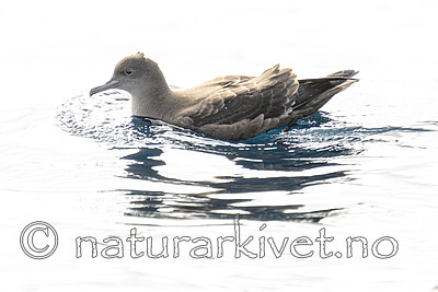 BB_20240809_0130 / Puffinus griseus / Grålire