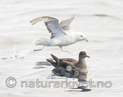 BB_20240809_0149 / Fulmarus glacialis / Havhest <br /> Puffinus griseus / Grålire