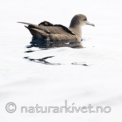 BB_20240809_0156 / Puffinus griseus / Grålire