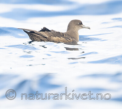 BB_20240809_0174 / Puffinus griseus / Grålire