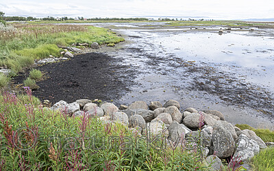 BB_20240811_0041 / Chamerion angustifolium / Geitrams