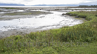 BB_20240811_0045 / Chamerion angustifolium / Geitrams