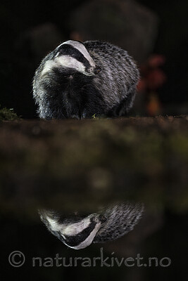 BB_20241003_0075 / Meles meles / Grevling