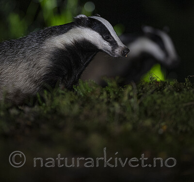 BB_20241004_0002 / Meles meles / Grevling