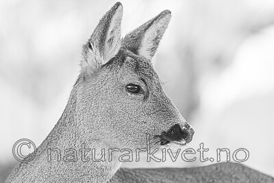 BB_20250102_0003 / Capreolus capreolus / Rådyr