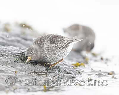 BB_20250123_0085 / Calidris maritima / Fjæreplytt