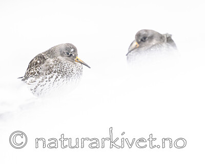 BB_20250123_0124 / Calidris maritima / Fjæreplytt