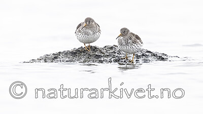 BB_20250123_0234 / Calidris maritima / Fjæreplytt