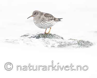 BB_20250123_0271 / Calidris maritima / Fjæreplytt
