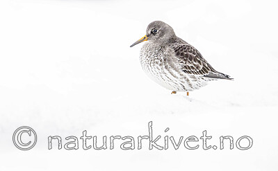 BB_20250123_0290 / Calidris maritima / Fjæreplytt