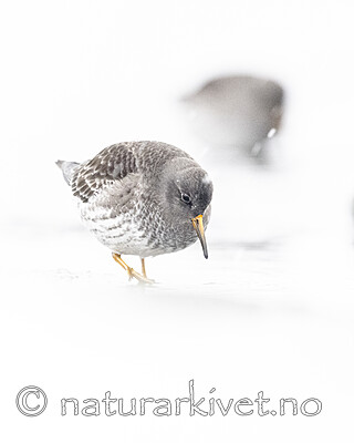 BB_20250123_0299 / Calidris maritima / Fjæreplytt