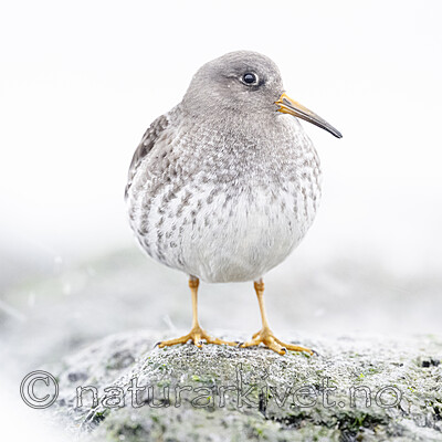 BB_20250123_0311 / Calidris maritima / Fjæreplytt