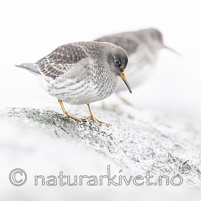 BB_20250123_0349 / Calidris maritima / Fjæreplytt