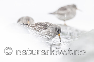 BB_20250123_0369 / Calidris maritima / Fjæreplytt