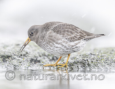 BB_20250123_0396 / Calidris maritima / Fjæreplytt
